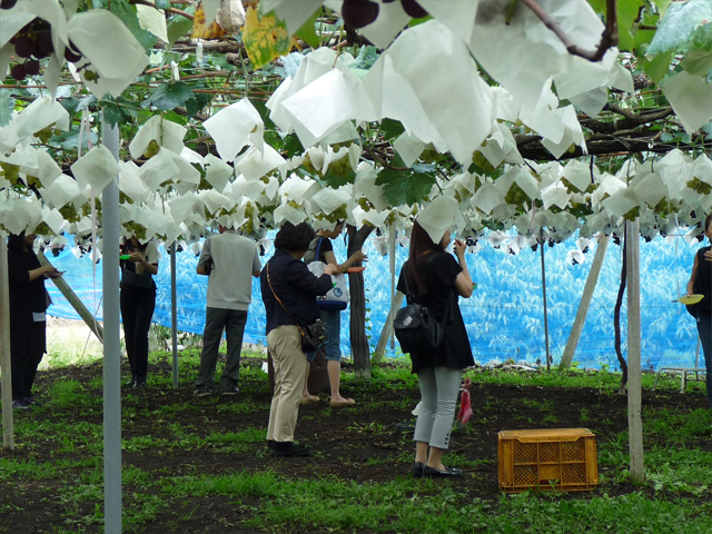 勝沼ぶどう狩り＆マンズワイン勝沼見学